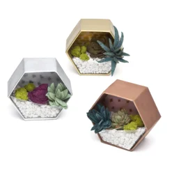 ann-williams Craft Crush® Mini Terrariums< Crafts And Activities